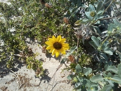 Helianthus niveus