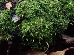 Rhynchostegium