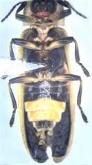 Pyractomena angulata