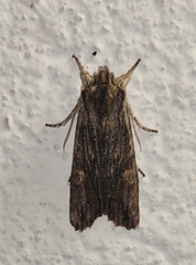 Lithophane semibrunnea