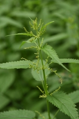 Urtica sondenii