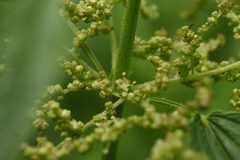 Urtica sondenii
