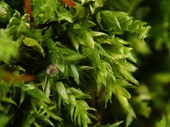 Rhynchostegium