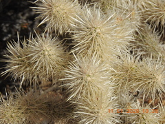 Cylindropuntia chuckwallensis