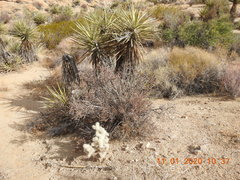 Cylindropuntia chuckwallensis
