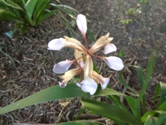 Iris foetidissima