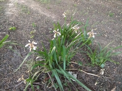 Iris foetidissima