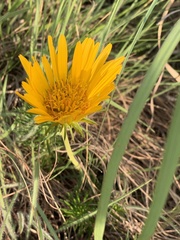 Berkheya subulata subulata