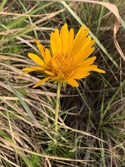 Berkheya subulata subulata