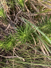 Berkheya subulata subulata