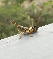 Agroecotettix modestus