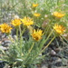 Desert Yellow Fleabane - Photo (c) Matt Lavin, some rights reserved (CC BY-SA)