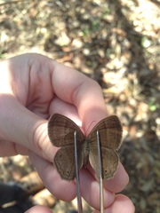Yphthimoides patricia
