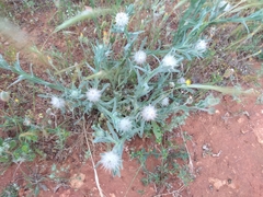 Centaurea eriophora