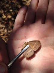 Yphthimoides patricia