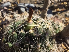 Coryphantha neglecta