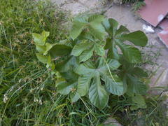 Cecropia pachystachya