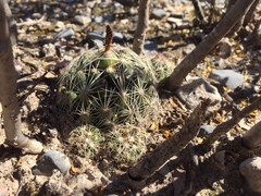 Coryphantha neglecta
