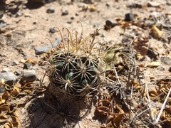 Ancistrocactus scheeri scheeri