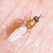 Epideicticus - Photo (c) magdastlucia, some rights reserved (CC BY-NC), uploaded by magdastlucia