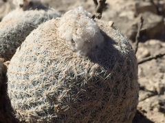 Epithelantha greggii