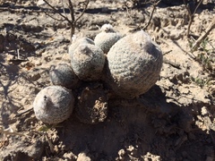 Epithelantha greggii