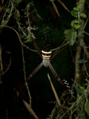 Argiope