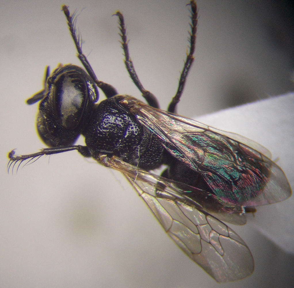 Prosopigastra zalinda
