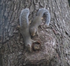 Sciurus carolinensis