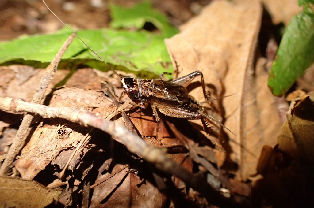 Loxoblemmus aomoriensis