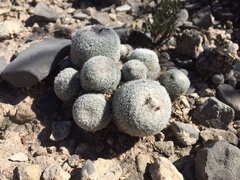 Epithelantha