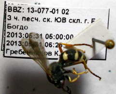 Psammaecius punctulatus