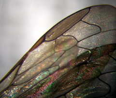 Psammaecius punctulatus