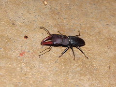 Macrocrates bucephalus
