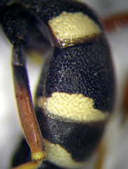 Psammaecius punctulatus