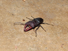 Macrocrates bucephalus