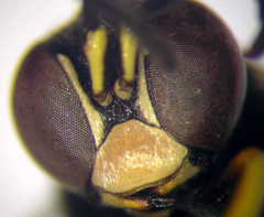 Psammaecius punctulatus