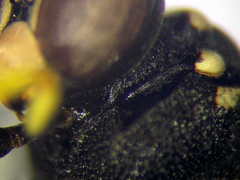 Psammaecius punctulatus