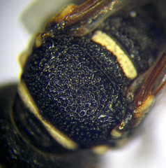 Psammaecius punctulatus