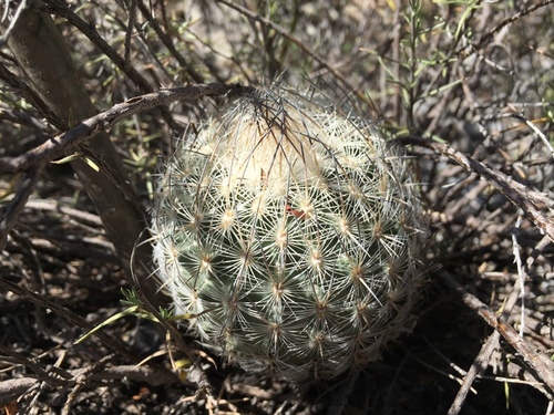 Sclerocactus mariposensis