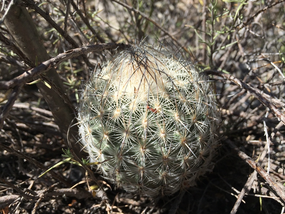 Sclerocactus mariposensis