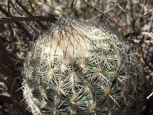 Sclerocactus mariposensis