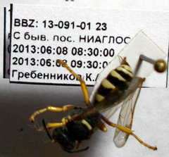 Psammaecius punctulatus