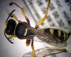 Psammaecius punctulatus