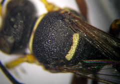 Psammaecius punctulatus