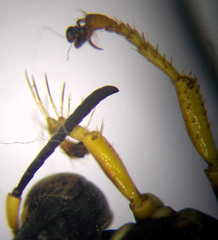 Psammaecius punctulatus