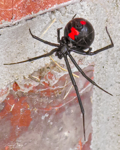 Southern Black Widow