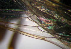 Psammaecius punctulatus