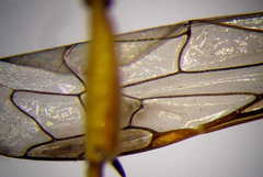 Psammaecius punctulatus