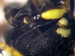 Psammaecius punctulatus